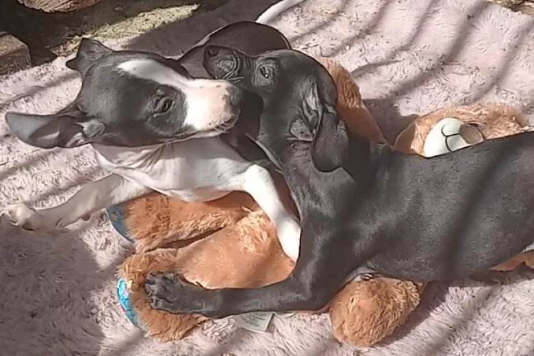 Italian Greyhound