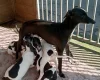 Italian Greyhound