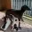 Italian Greyhound