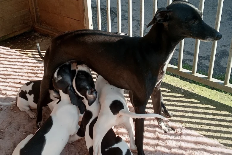Italian Greyhound