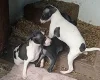 Italian Greyhound