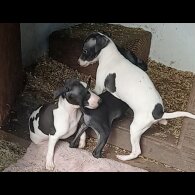 Italian Greyhound