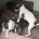 Italian Greyhound