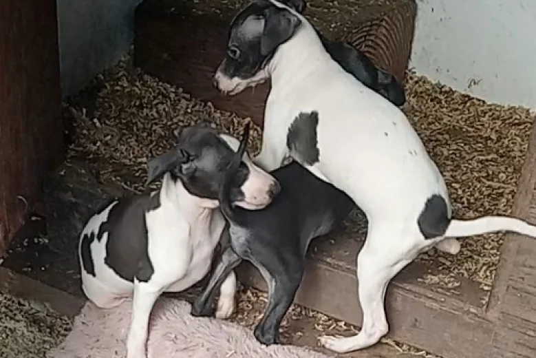 Italian Greyhound