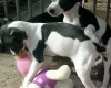 Italian Greyhound