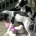 Italian Greyhound