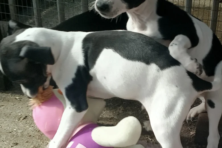 Italian Greyhound