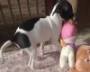 Italian Greyhound