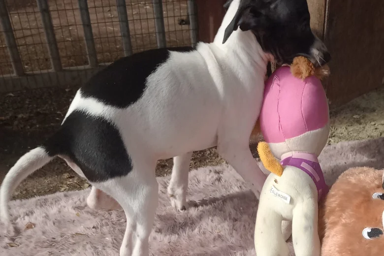Italian Greyhound