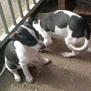 Italian Greyhound