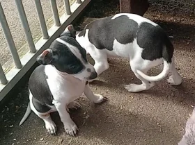Italian Greyhound