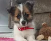 Jack Russell