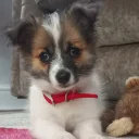 Jack Russell