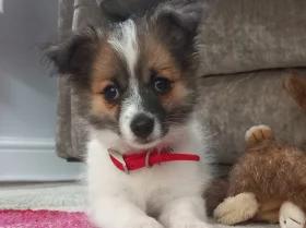 Jack Russell