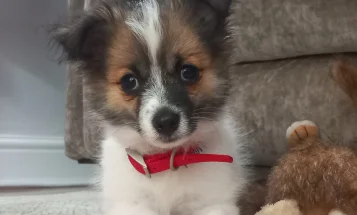 Jack Russell