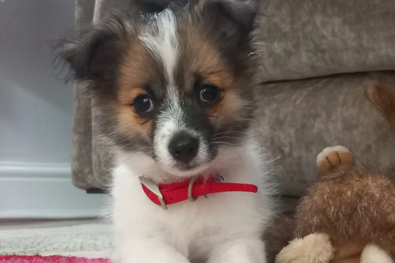 Jack Russell