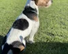 Jack Russell