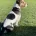 Jack Russell