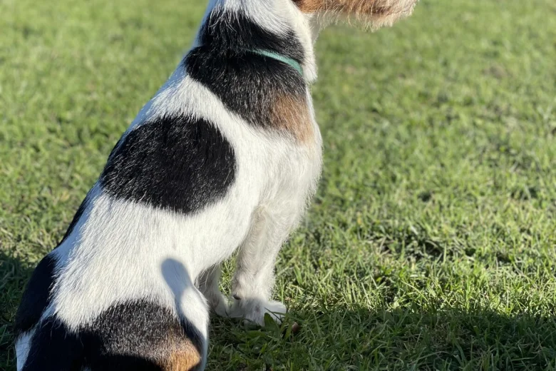 Jack Russell