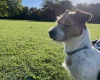 Jack Russell