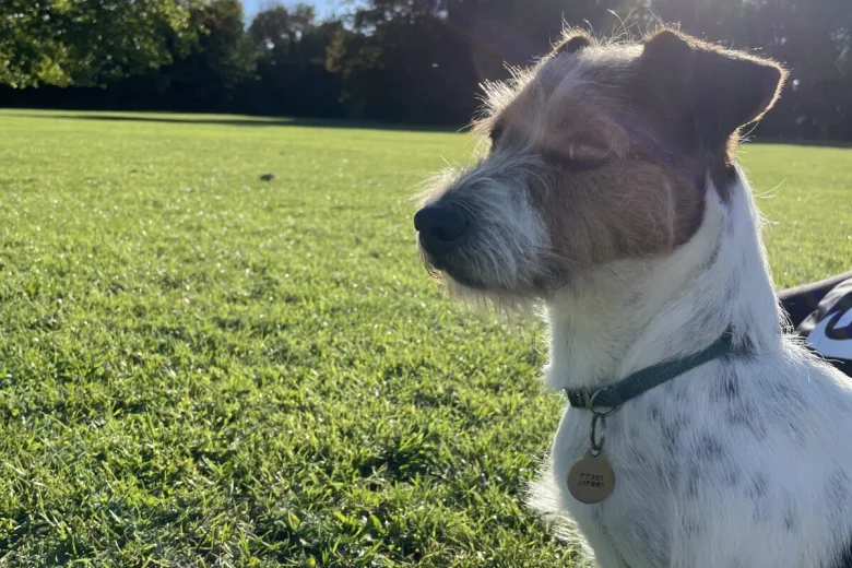 Jack Russell