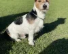 Jack Russell