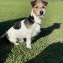 Jack Russell