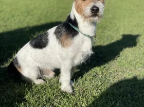 Jack Russell