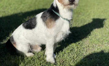 Jack Russell