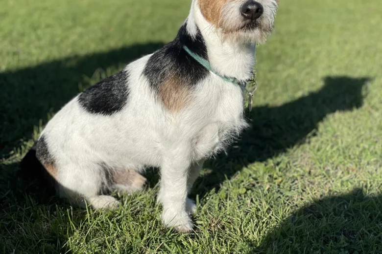Jack Russell