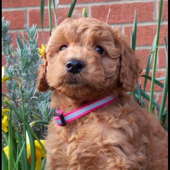 Cockapoo