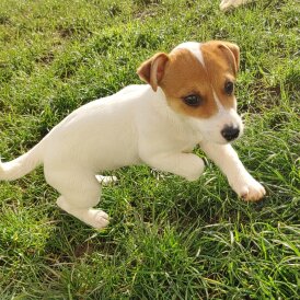 Jack Russell