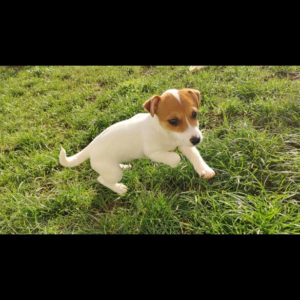 Jack Russell