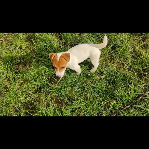 Jack Russell