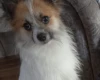 Jack Russell