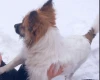Jack Russell