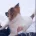 Jack Russell