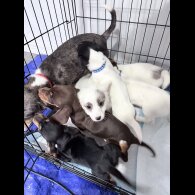 Dachshund (Smooth Haired)