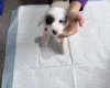 Dachshund (Smooth Haired)