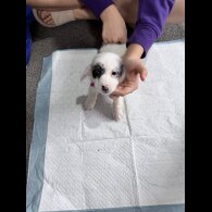 Dachshund (Smooth Haired)