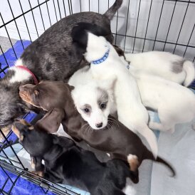 Dachshund (Smooth Haired)