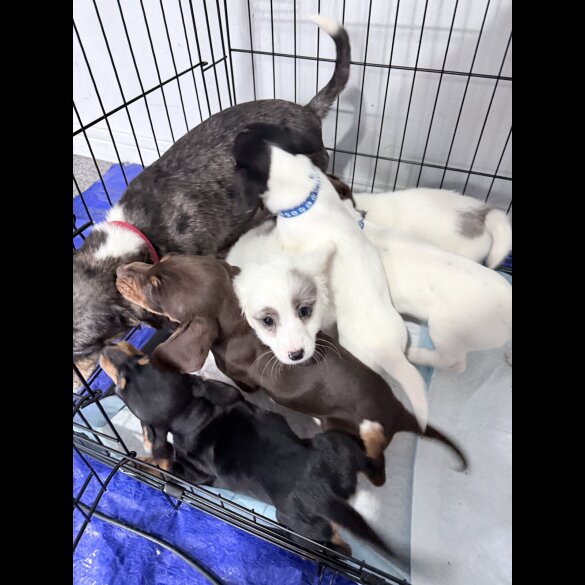 Dachshund (Smooth Haired)