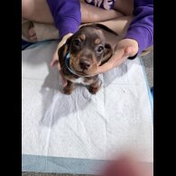 Dachshund (Smooth Haired)