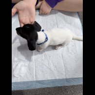 Dachshund (Smooth Haired)