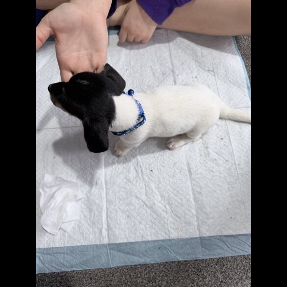 Dachshund (Smooth Haired)