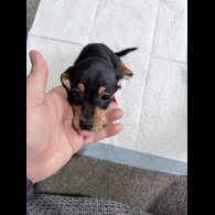 Dachshund (Smooth Haired)