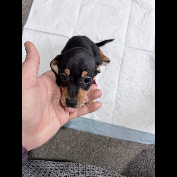 Dachshund (Smooth Haired)