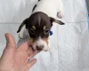 Dachshund (Smooth Haired)