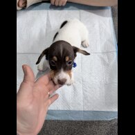 Dachshund (Smooth Haired)