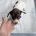 Dachshund (Smooth Haired)